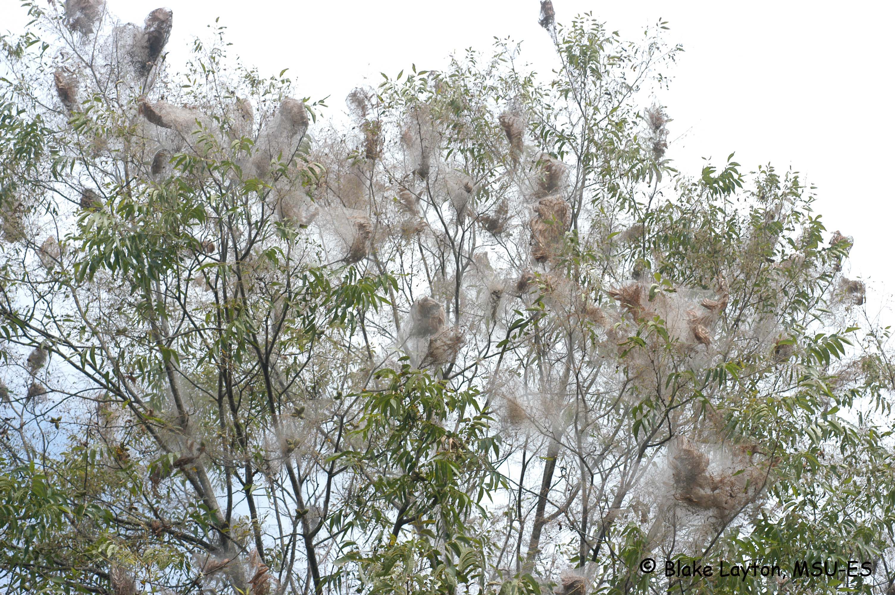 pecan tree with numerous fall webworm webs